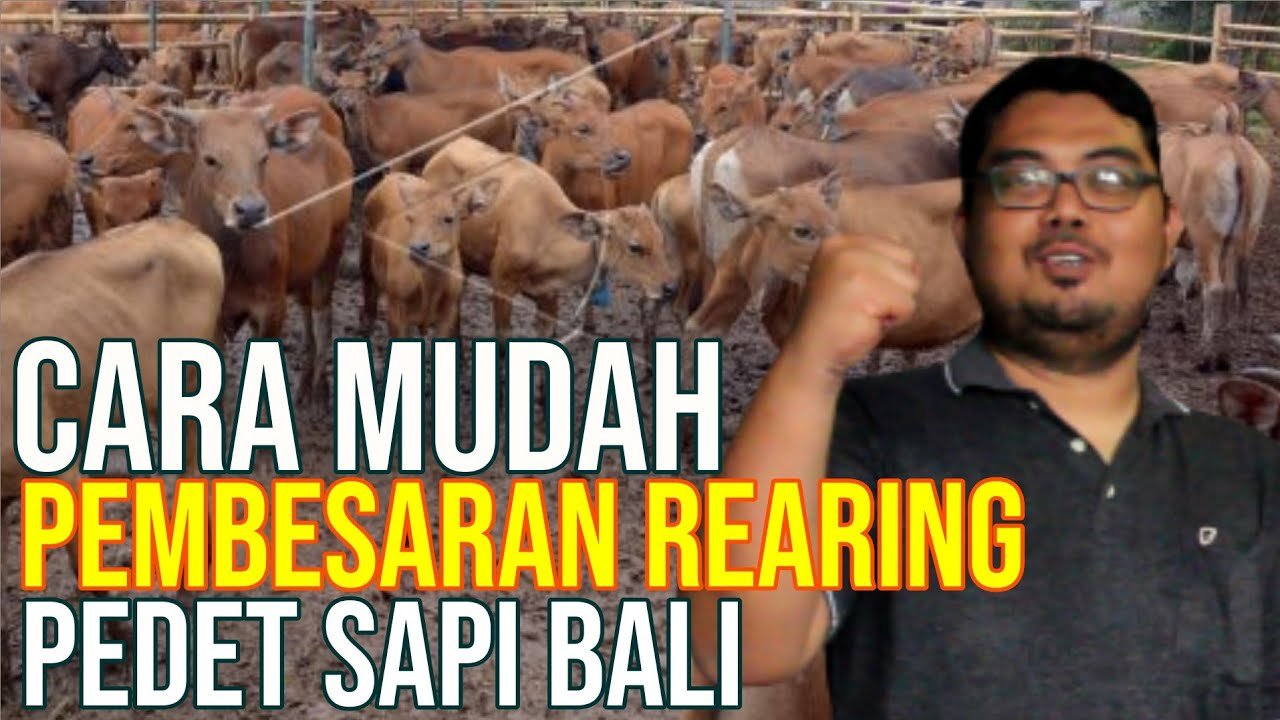 
                                 Cara-Mudah-Memelihara-Pembesaran-Rearing-Pedet-Sapi-Bali